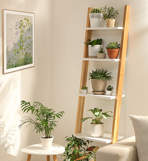Planten in de kamer en aan de muur voor een groen huis