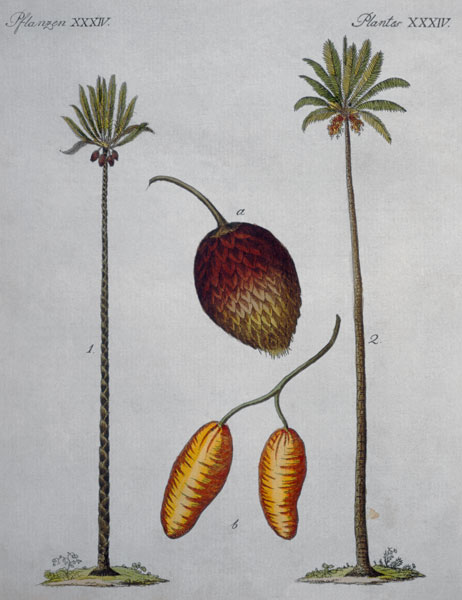 Palm Trees / From Bertuch, 1796 van Bertuch