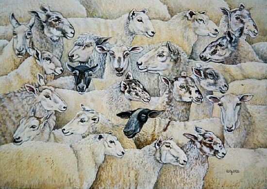Sheep-Blanket  van Ditz 