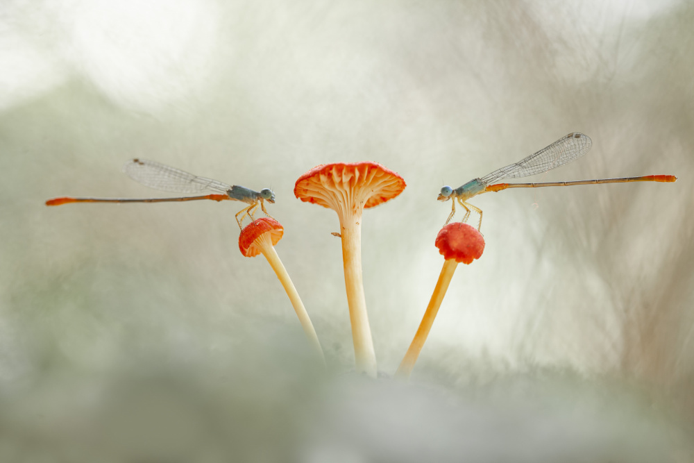 Damselflies and Mushroom van Abdul Gapur Dayak