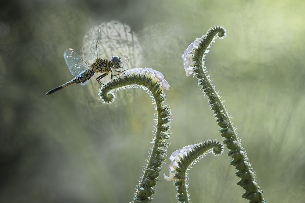 Dragonfly and Wildflowers van Abdul Gapur Dayak