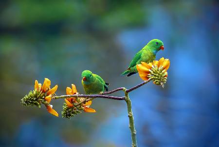 Green beautys