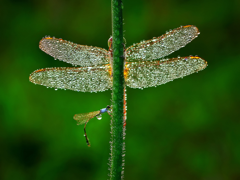 Dragonfly van Adhi Prayoga