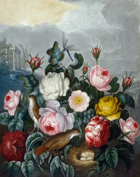 Roses / Aquatint after Thornton 1805 van (after) Robert John Thornton