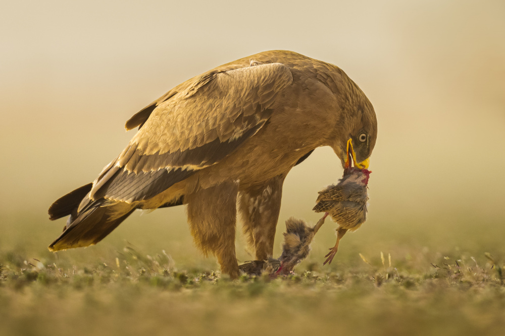 Steppe Eagle van Ahmed Sobhi