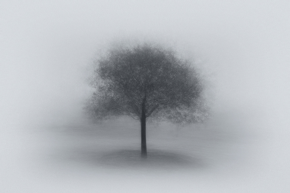 Tree in Fog van Aidong Ning