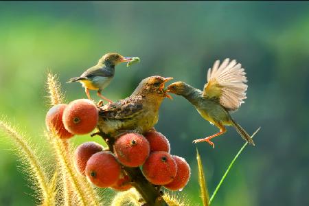 feeding time