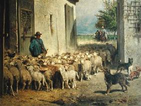 Return to the Sheepfold