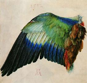 Flügel einer Blauracke 1512