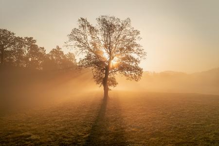 Lonely tree