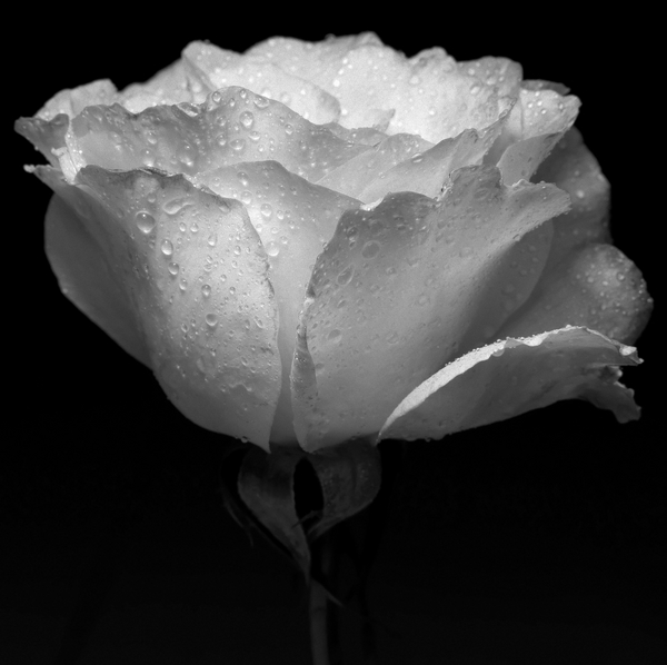 white flower and water van Alex Caminker