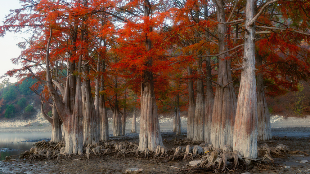 Swamp cypresses van Alexander Plekhanov