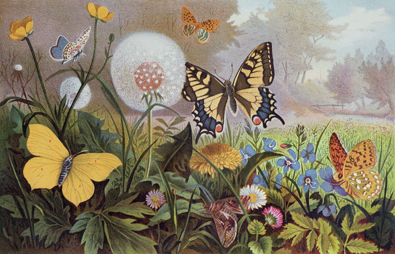 Butterflies, illustration from an Hungarian natural history book, c.1900 (colour litho) van Alfred Brehm