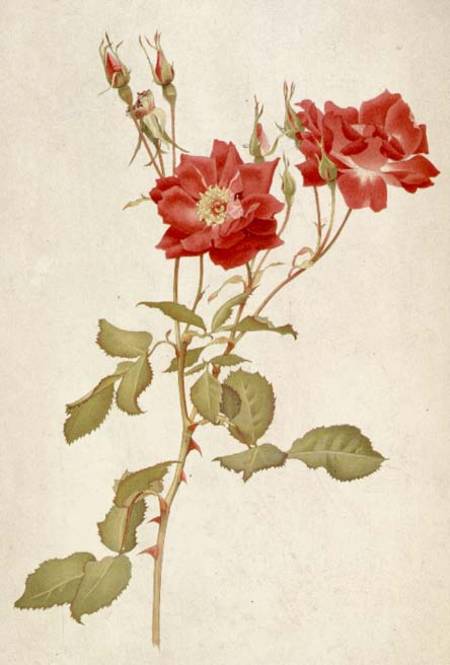 Rose: Bourbon van Alfred Parsons
