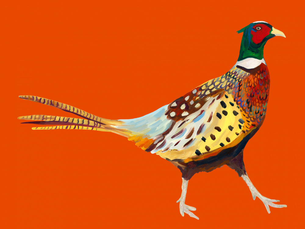 Strutting Pheasant On Orange van Alice Straker