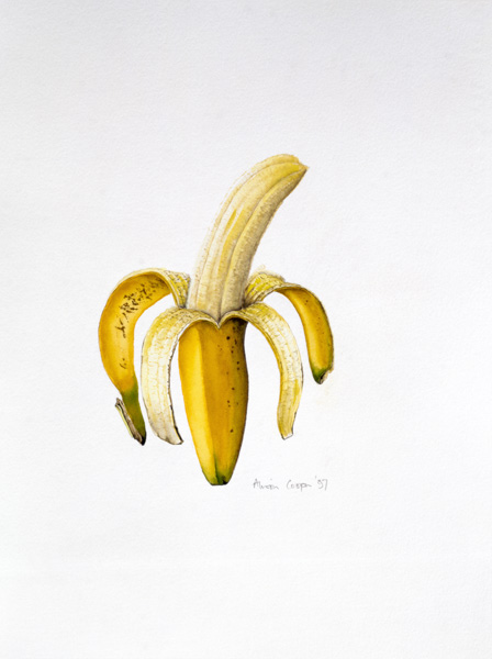 A Half-peeled Banana, 1997 (w/c on paper)  van Alison  Cooper