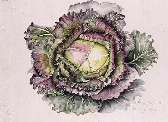 January King Cabbage (w/c)  van Alison  Cooper