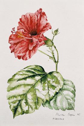 Hibiscus (crimson), 1992 (w/c) 