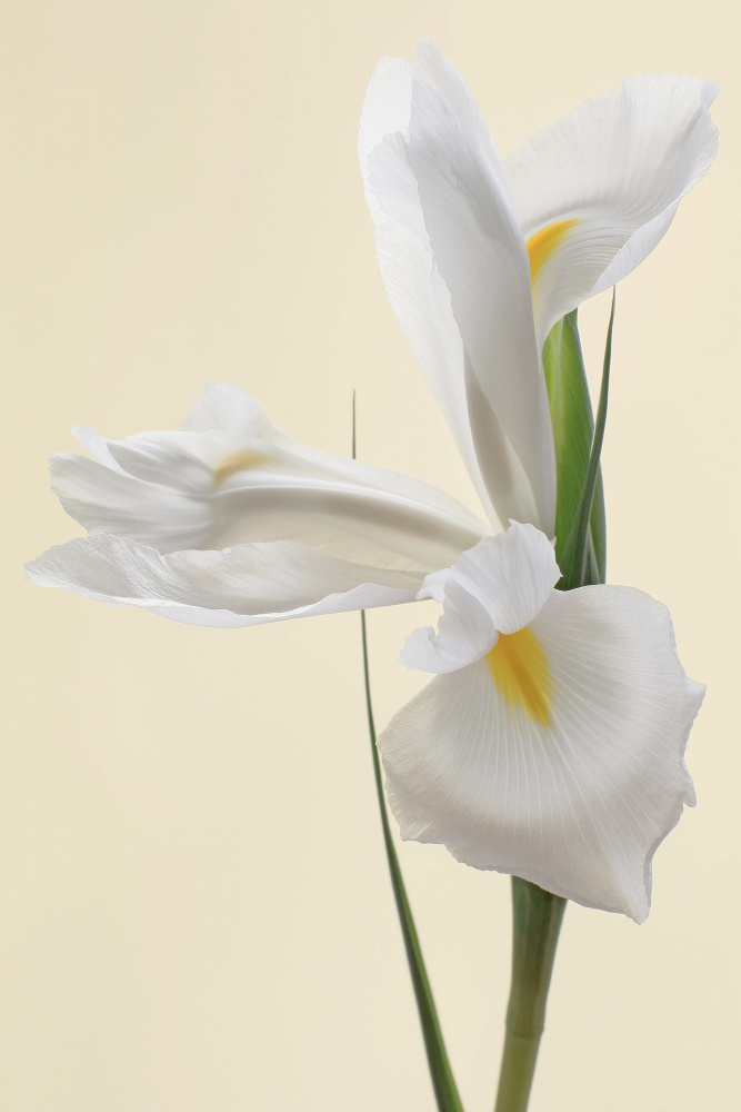 White Iris Flower Portrait van Alyson Fennell