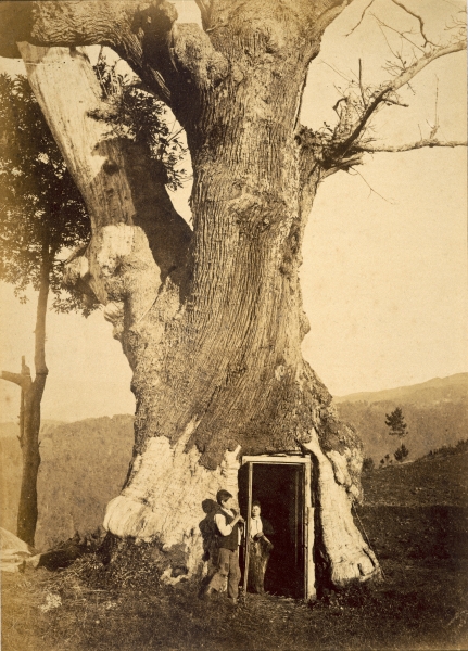 Two boys at the doorway of their treehouse, c.1870-80 (b/w photo)  van American Photographer