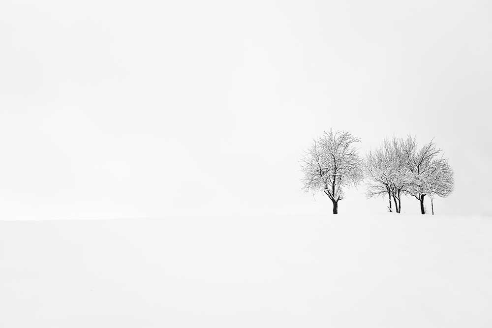 tree and silence van Amir Bajrich