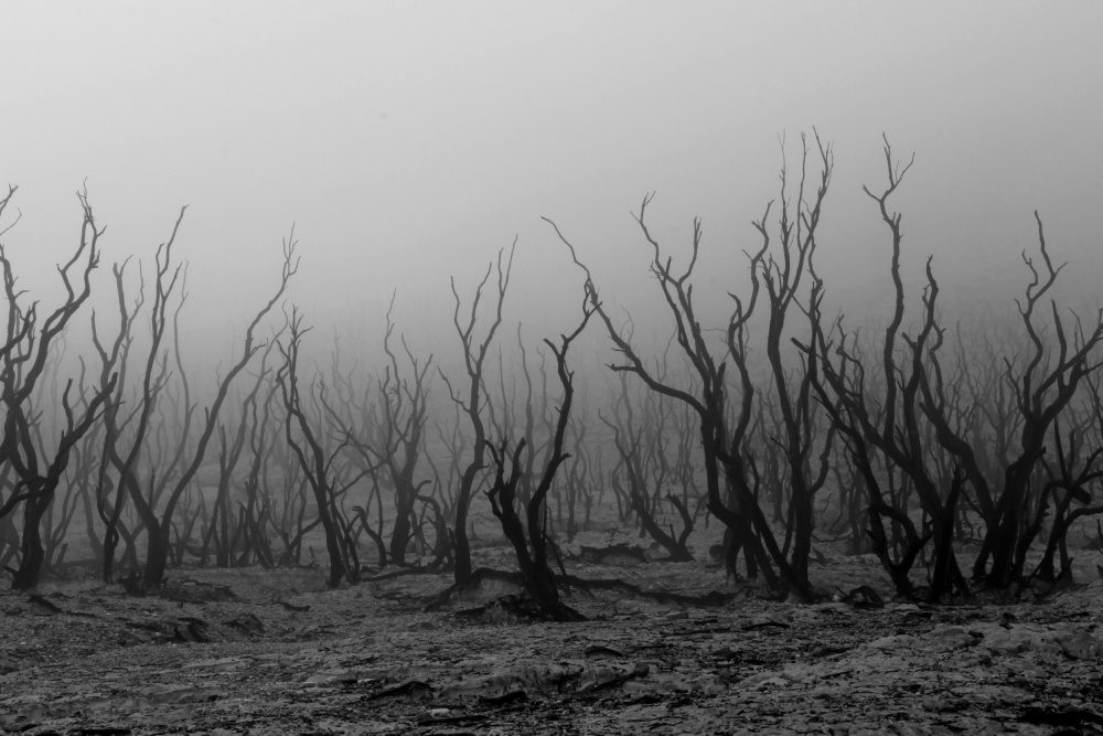 kabut pagi di hutan mati van Andrei Amisi