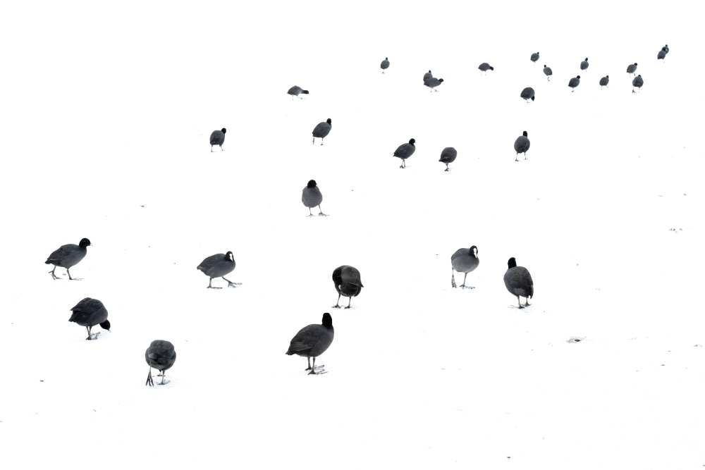 March of the coots van Andrew George