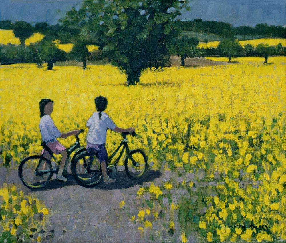 Yellow Field, Kedleston, Derby (oil on canvas)  van Andrew  Macara