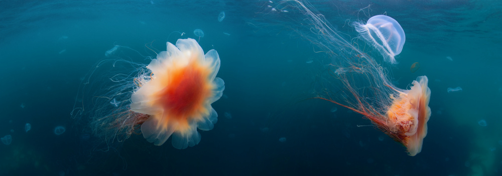 Jellyfish sea van Andrey Narchuk
