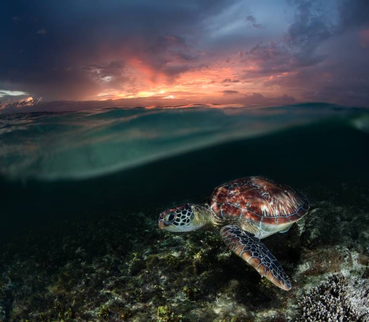 Sunset swim van Andrey Narchuk