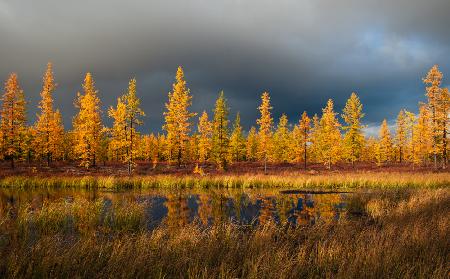 Siberian fall