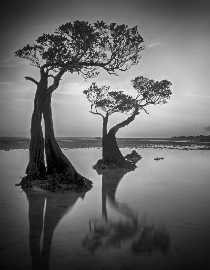 Dancing Trees