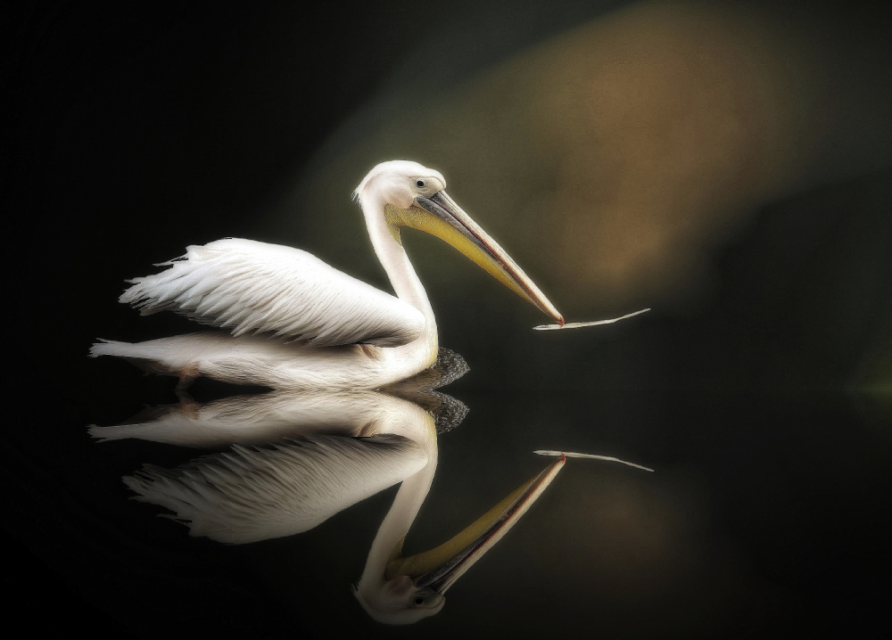 pelican van Anna Cseresnjes