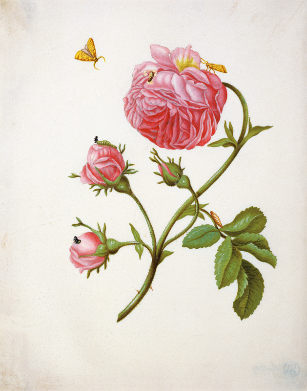 Roos met vlinders in verschillende standen van Anna Maria Sibylla Merian