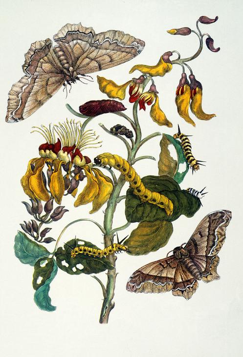 Korallenbaum und Seidenspinner (Erythrina glauca und Arsenura cassandra). van Anna Maria Sibylla Merian