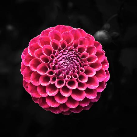 Round Dahlia