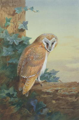 Barn Owl, 1916 (watercolour on paper) van Archibald Thorburn