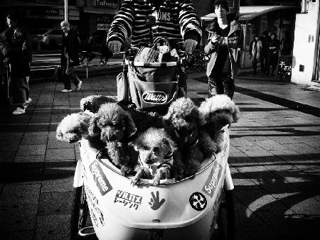 Shibuya Street - TOKYO 2018