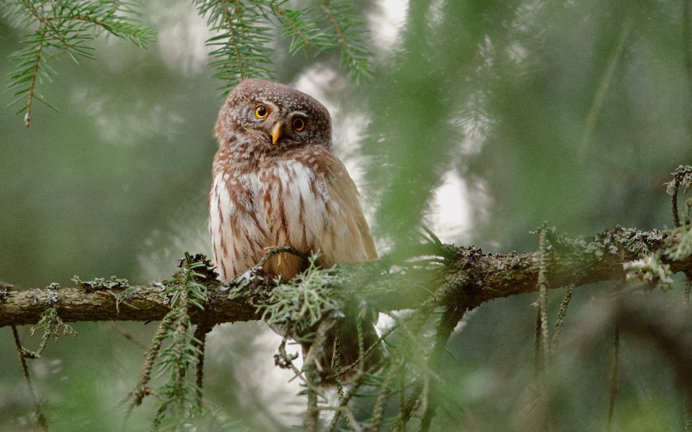 Pygmy Owl van Assaf Gavra