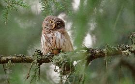 Pygmy Owl