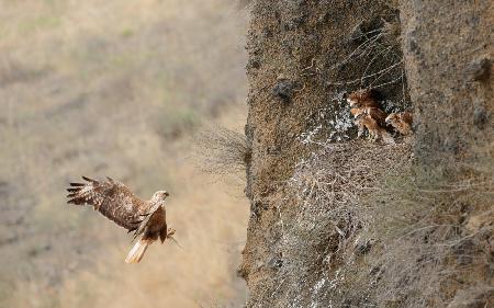 Skink Time - Long legged buzzard