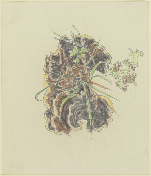 Study of plants van August Babberger