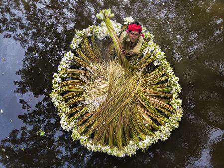 Waterlilies collecting