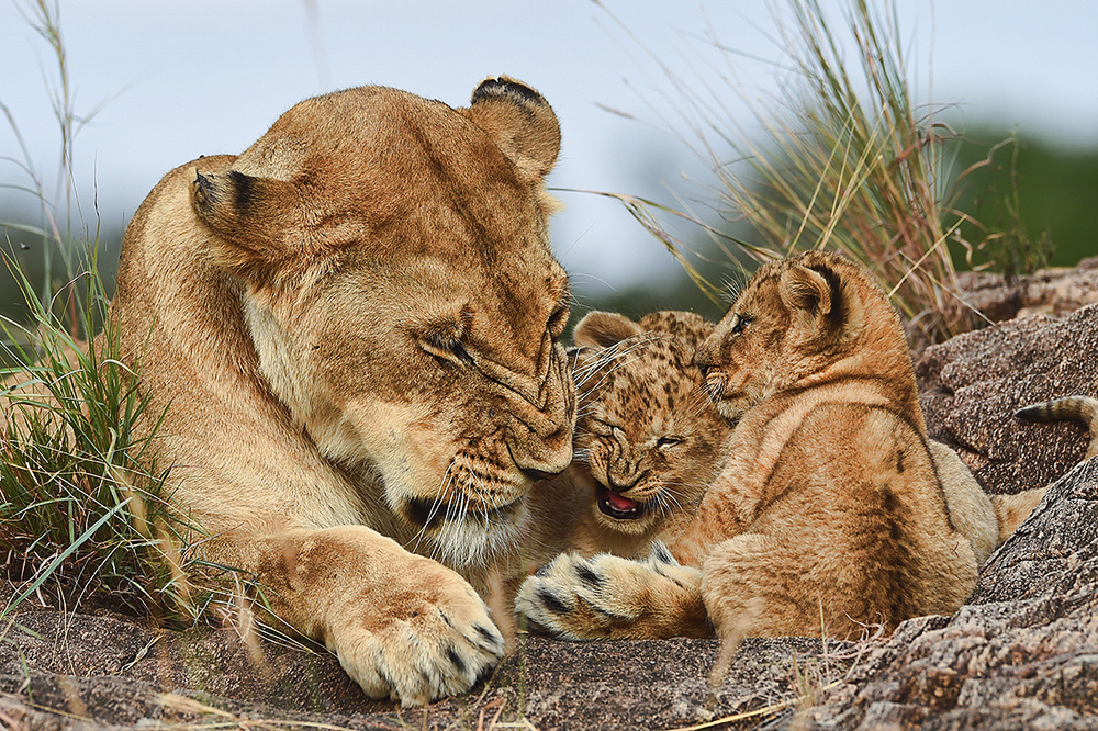Nostalgia lioness with cubs van Aziz Albagshi