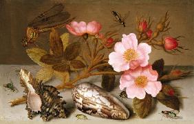 Still life depicting flowers, shells and a dragonfly (oil on copper) (for pair see 251377)