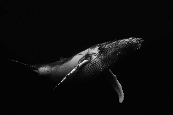 Black & Whale van Barathieu Gabriel