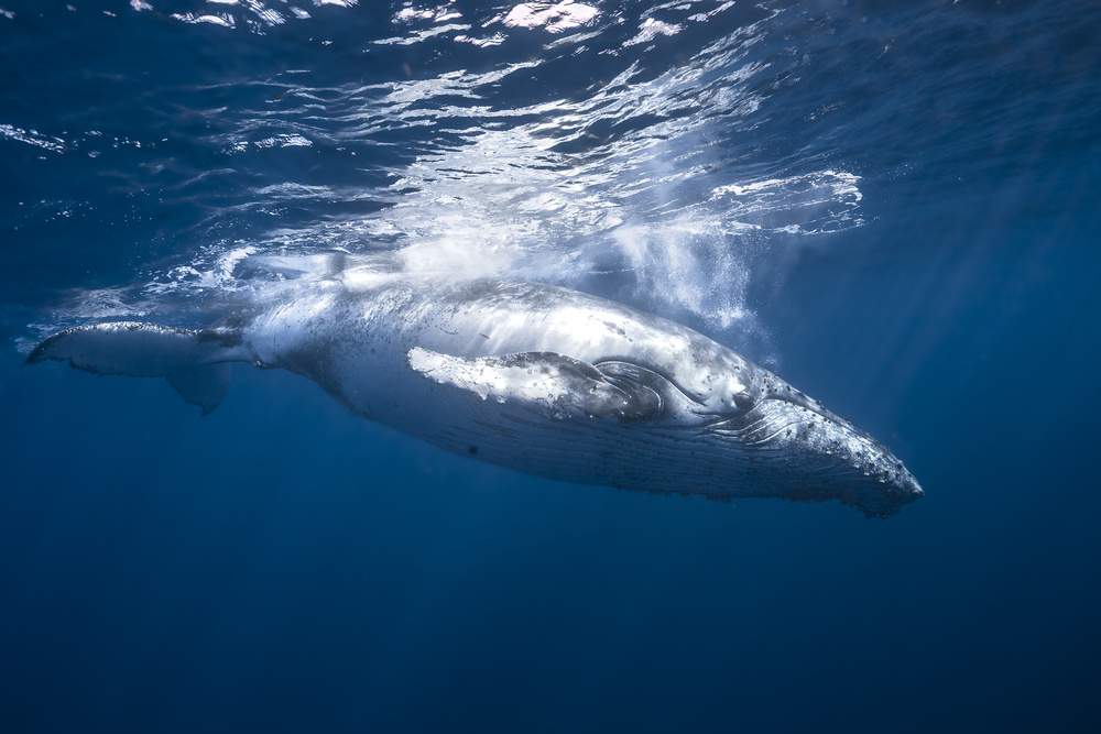 Humpback whale of Réunion Island van Barathieu Gabriel