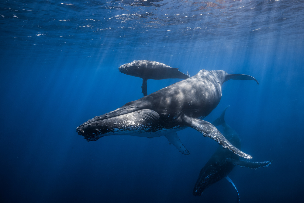 Humpback whale family van Barathieu Gabriel