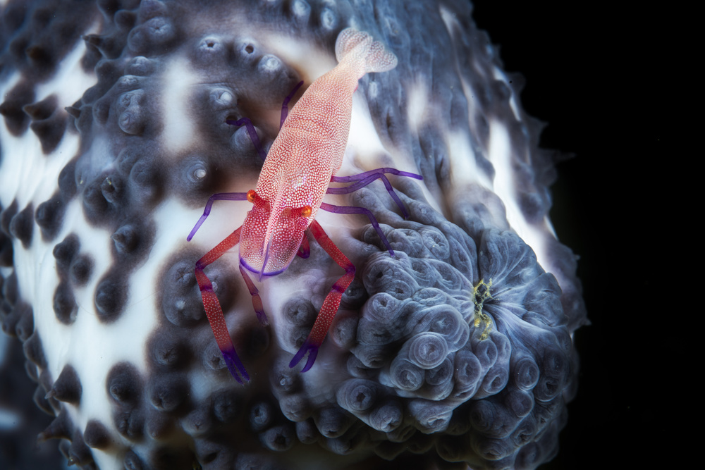 Imperial shrimp on a holoth van Barathieu Gabriel