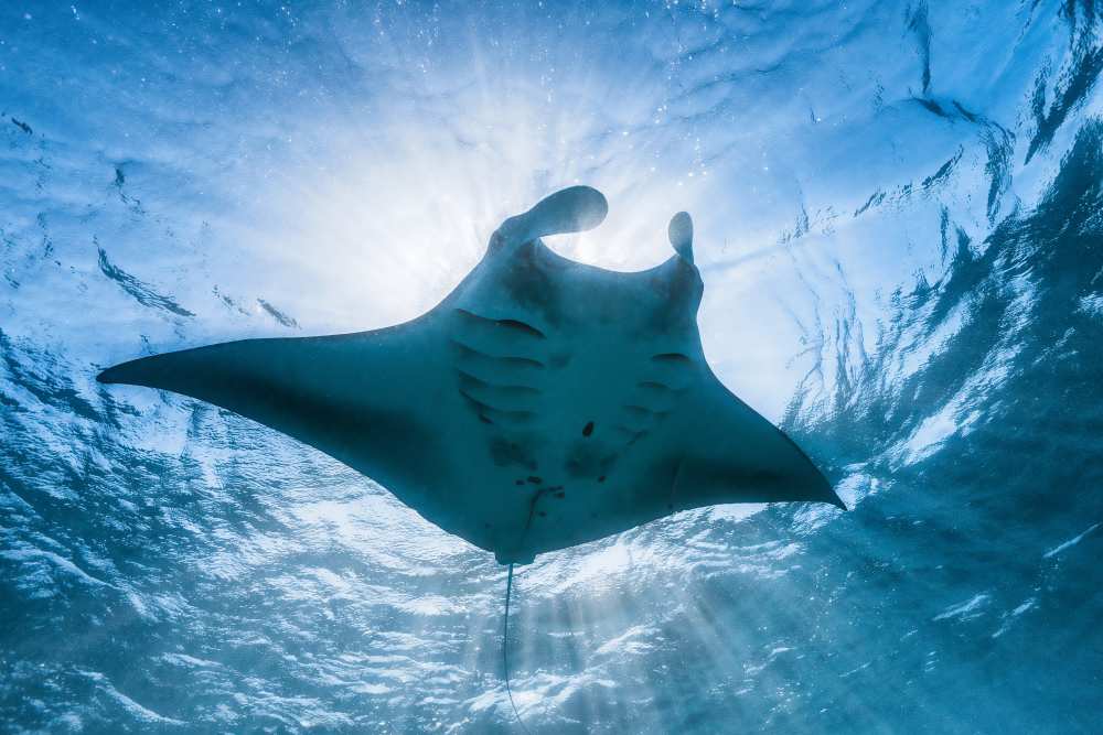 Manta ray van Barathieu Gabriel